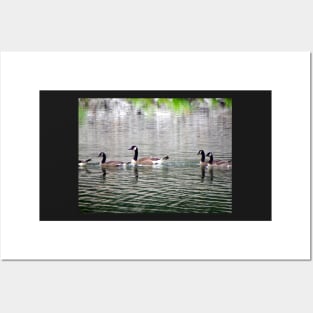 Geese on Peaceful Pond Country Living Photograph Beautiful Photography Art Geese on Lake Posters and Art